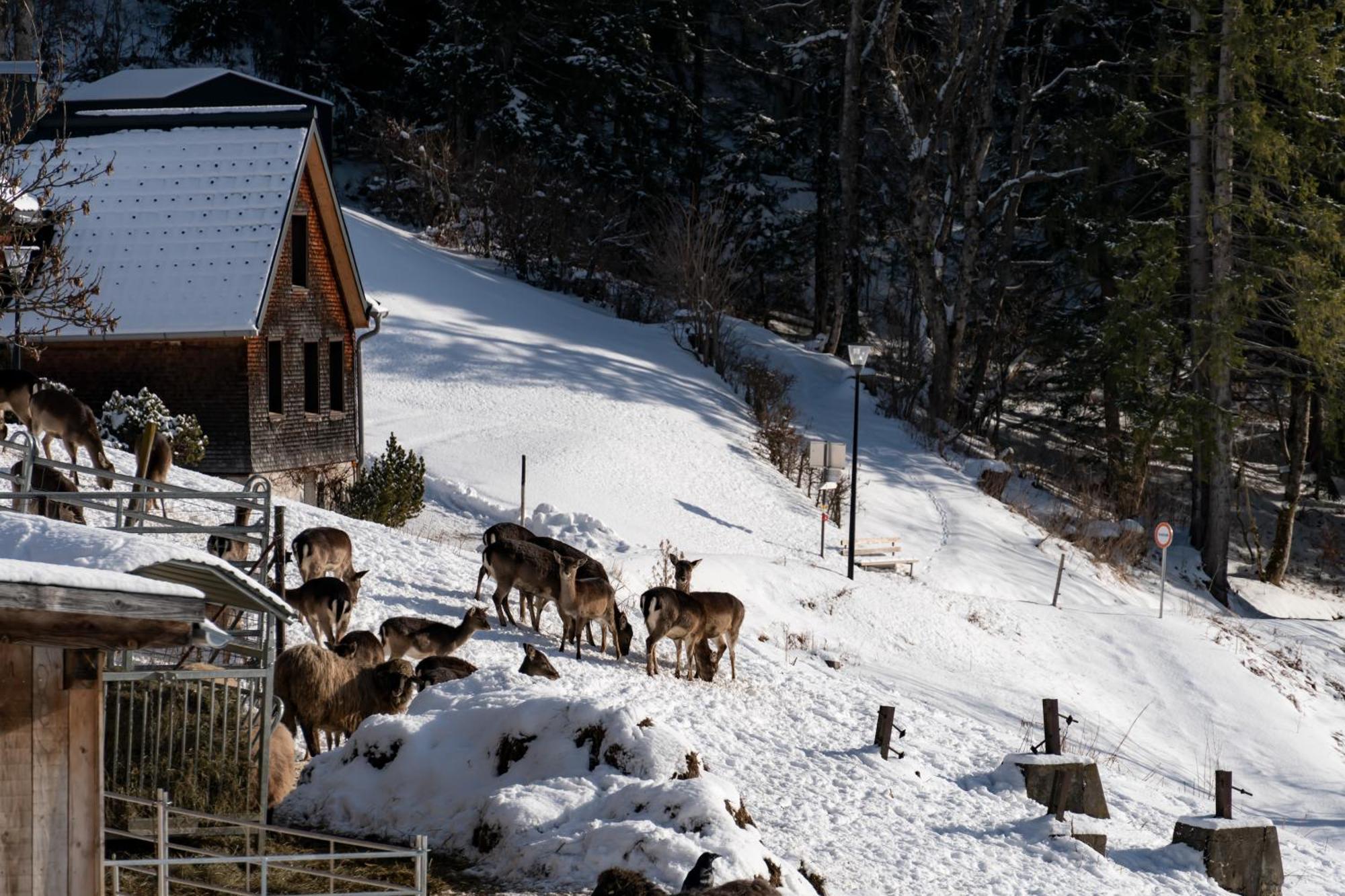 Peterhof Chalets Batschuns Exterior foto